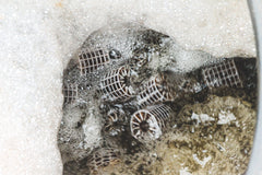 BioFicient Media (Per Kilo)